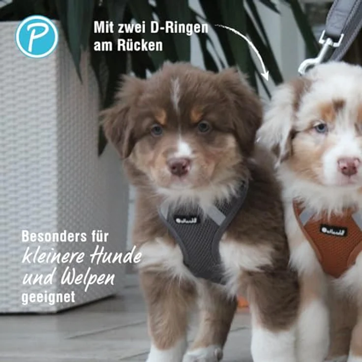Petlando Hundegeschirr Mesh Vest S, leichtes und stufenlos verstellbares Brustgeschirr aus atmungsaktivem Mesh & Nylon, reflektierend, Anthrazit für kleine Hunde und Welpen – Bild 4
