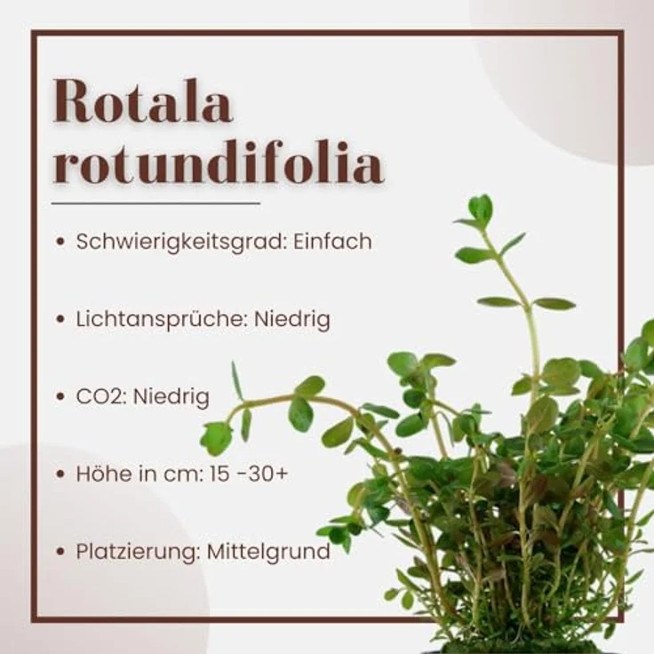 AquaOne Rotala rotundifolia, Mittelgrund Wasserpflanze für Aquarien, voll durchwurzelt, ideal für Aquascaping – Bild 2
