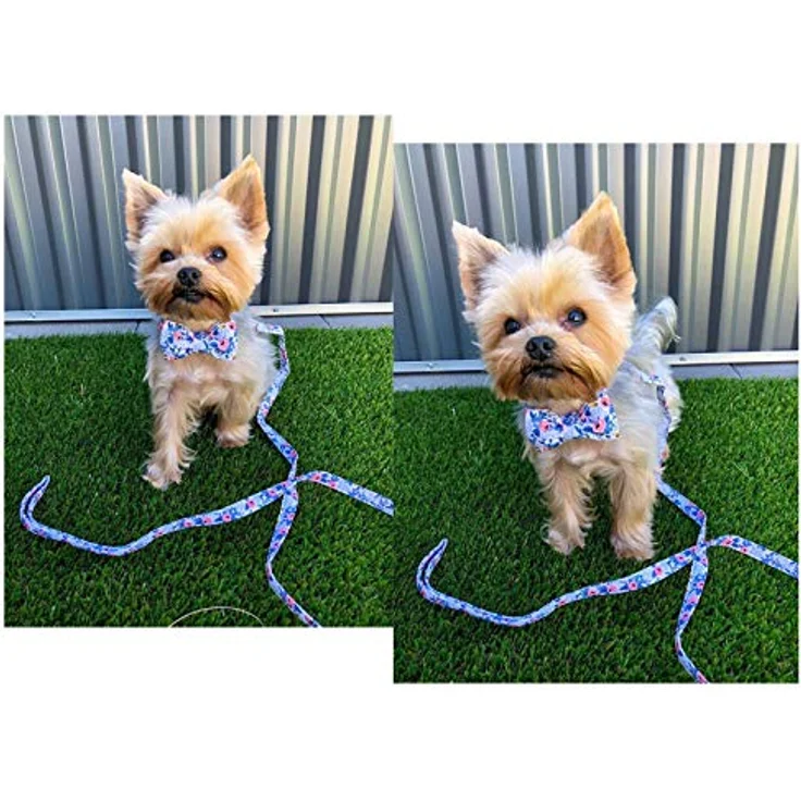 Unique Style Paws Hundehalsband mit verstellbarer Fliege, bequemes Halsband für kleine bis große Hunde und Katzen, Größe XXS-XL, Premium-Baumwolle – Bild 3
