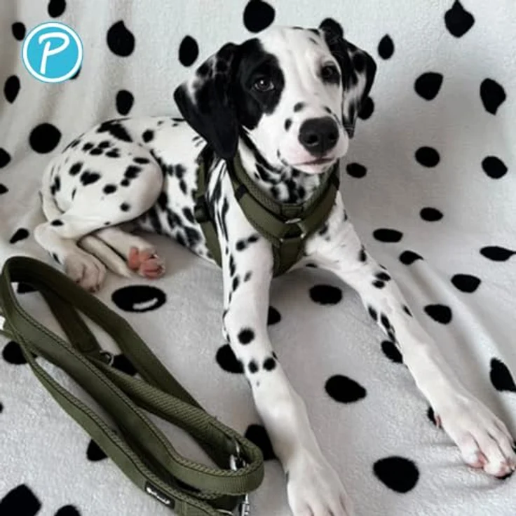 Petlando Hundegeschirr Y-Comfort, gepolstert, stufenlos verstellbar, atmungsaktiv für sehr kleine Hunde, Olive, Größe XS – Bild 5