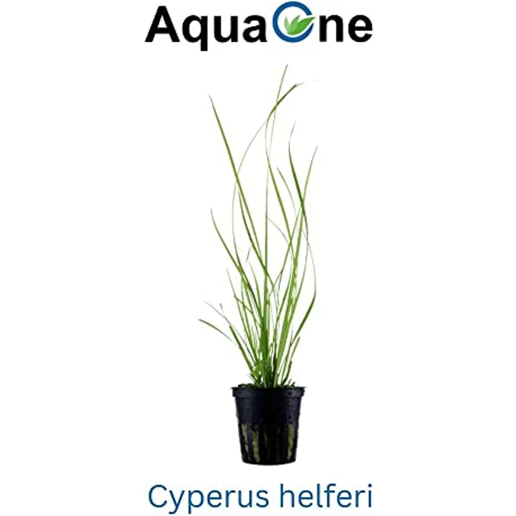 AquaOne Cyperus helferi Rosette, voll durchwurzelt, mittel, hohe hellgrüne Aquarienpflanze – Bild 2