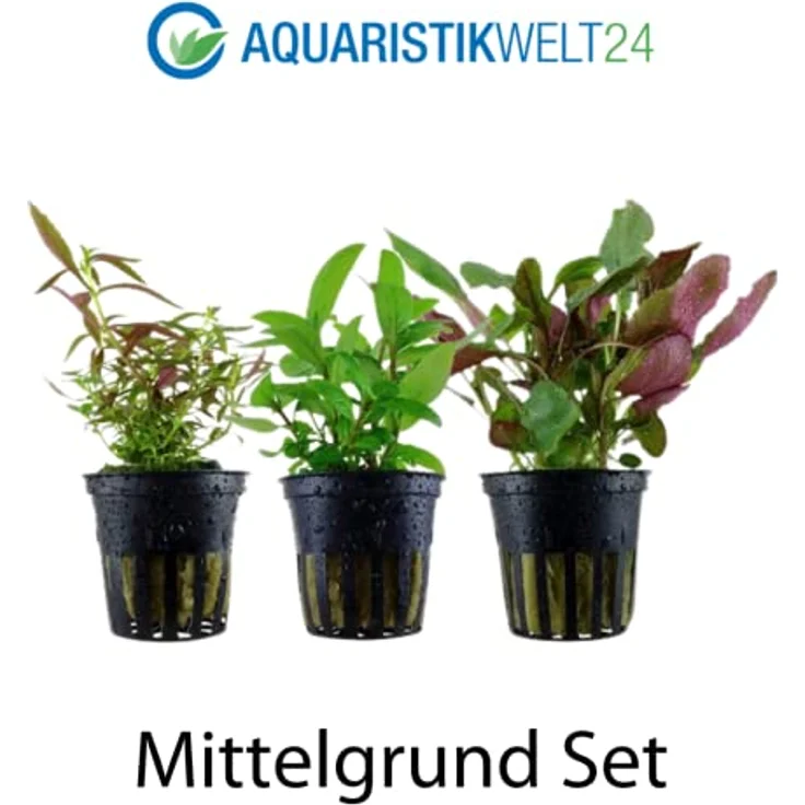 AquaOne Aquarium Pflanzen Set, 3X Mittelgrund Aquarienpflanzen, Lobelia cardinalis, Limnophila hippuridoides, Staurogyne repens – Bild 2