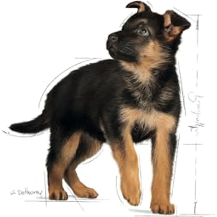 Royal Canin MAXI PUPPY, Nassfutter für große Hunde, Alleinfuttermittel, 10x140g, für Welpen bis 15 Monate – Bild 6