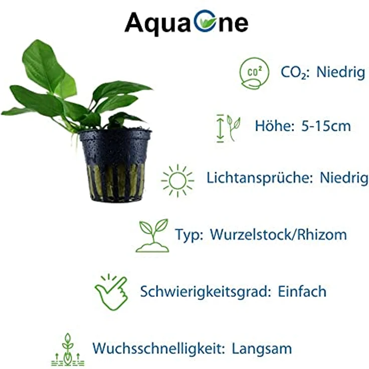 AquaOne Anubias Wasserpflanzen Set, 4x Vielzahl für Barschbecken, gesunde Topfpflanzen – Bild 4