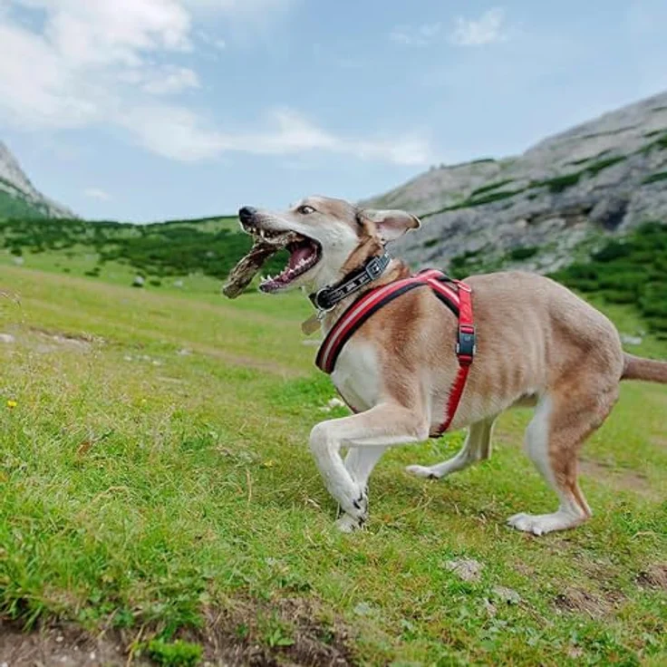 Ferplast Hundegeschirr Daytona Cross, verstellbares Nylon-Geschirr mit weicher Polsterung, reflektierenden Nähten und Magnetschnalle, schwarz – Bild 2