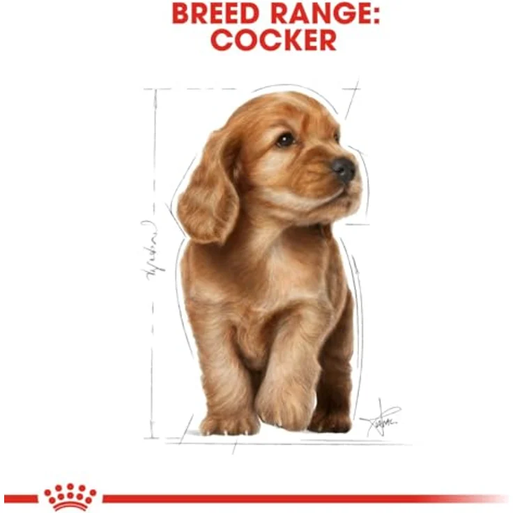 Royal Canin Cocker Puppy, Trockenfutter für Welpen mit gebiss- und maulpflegender Wirkung, 3kg – Bild 6