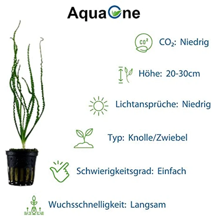 AquaOne 3x Wasserpflanzen Set Exclusiv, Crinum calamistratum, Bucephalandra 'Kedagang', Nymphea Lotus für Aquascaping – Bild 3