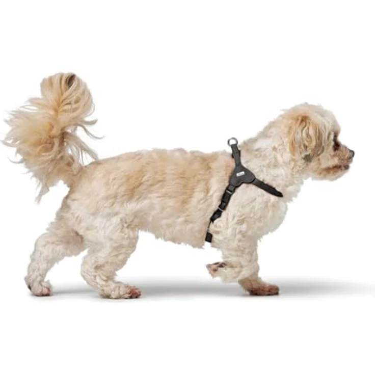 Hunter Hundegeschirr SOHO MINI, Schwarz, weiches Rindsleder, leicht, fellschonend, für kleine Hunde & Welpen, Made in Germany, Größe XS – Bild 5