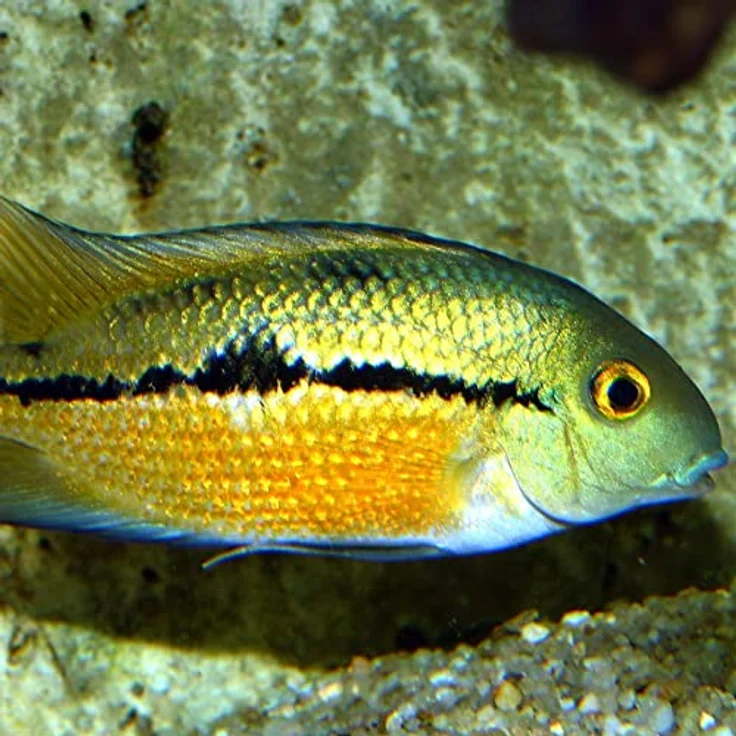 JBL PRONOVO CICHLID GRANO, Hauptfutter-Granulat für Buntbarsche 8-20 cm, 250 ml mit Klickdosierer, präbiotisch und naturbelassen – Bild 2