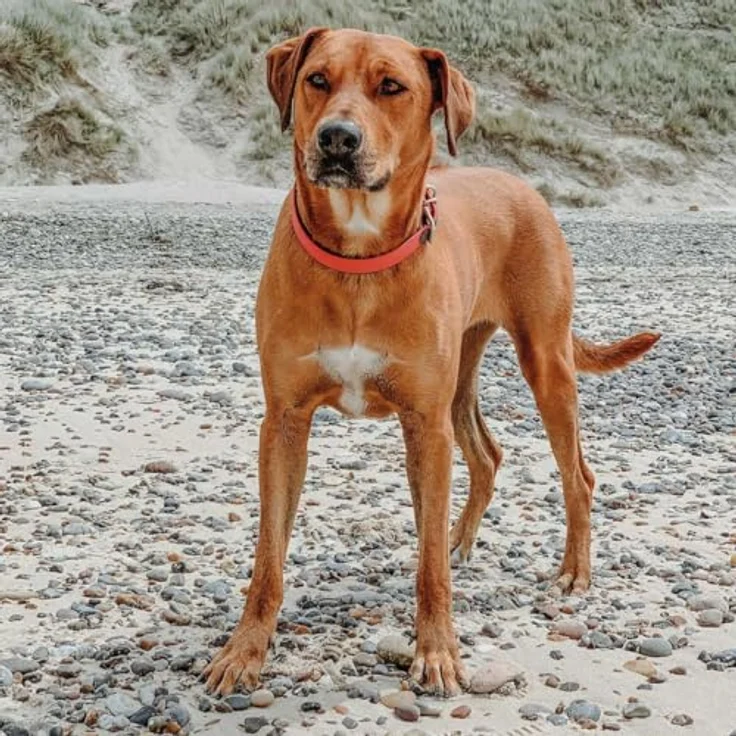 Hunter Hunde-Halsband Convenience Comfort neon-orange L – Bild 4