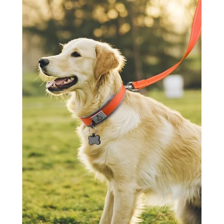 Joytale Halsband Hund, Gepolstert aus Neopren für Große Hunde, Nylon Reflektierend, Orange, mit D-Ring und Anhängerschlaufe – Bild 3