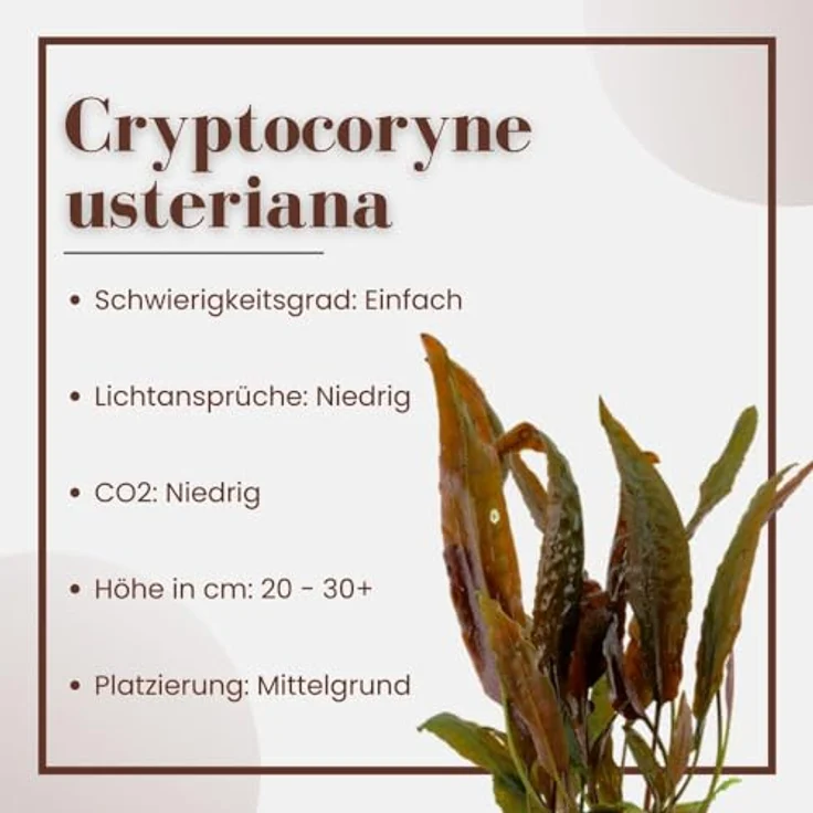 AquaOne Cryptocoryne usteriana, 3er Set Mittelgrund Wasserpflanze mit durchwurzelter Rosette, pflegeleicht und ideal für Aquascaping – Bild 3