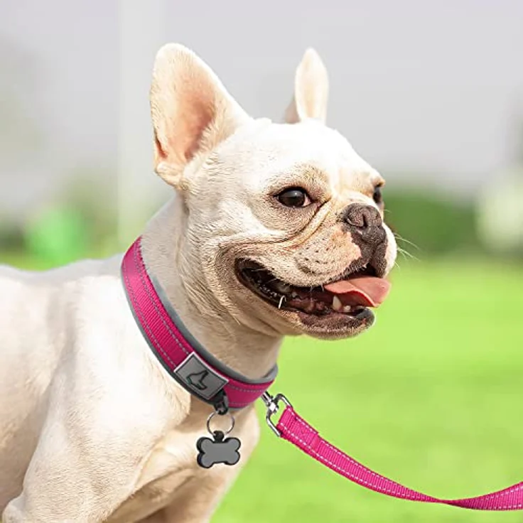 Joytale Neopren Hundehalsband, Gepolstert und Nylon Reflektierend, Leuchtend Rosa, für Kleine Hunde 28-37 cm – Bild 3