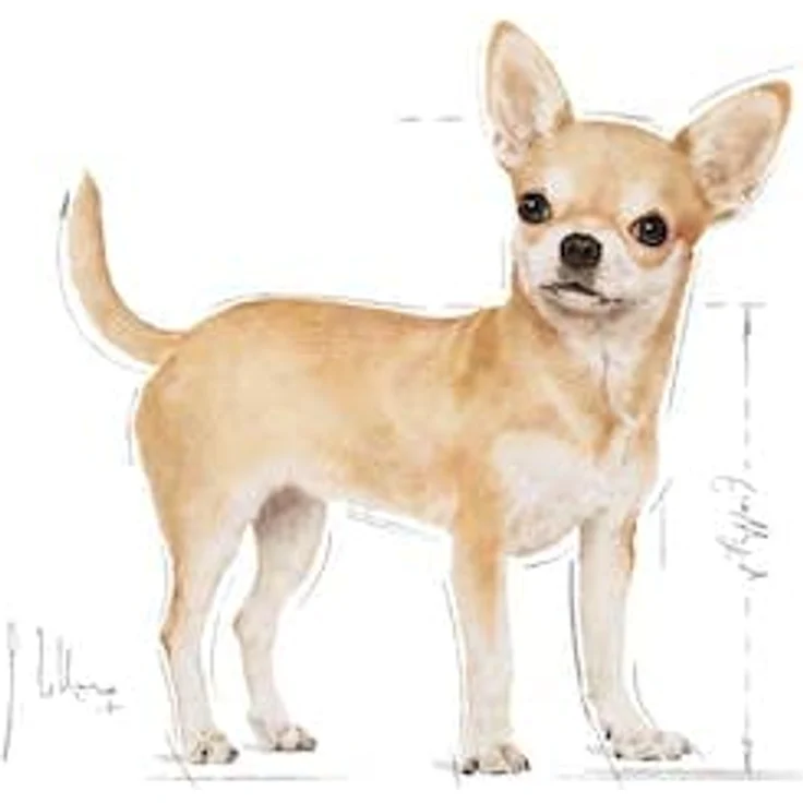 Royal Canin Chihuahua Adult Trockenfutter, 3 kg, zur Unterstützung der Stuhlqualität und Zahngesundheit, hohe Akzeptanz – Bild 2