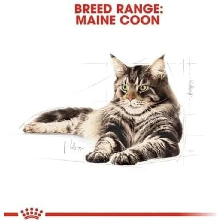 Royal Canin Maine Coon Adult, Nassfutter für Katzen, 12x85g, speziell abgestimmt auf die Ernährungsbedürfnisse von Maine Coons – Bild 2