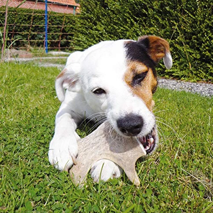Schecker Spielknochen Damhirsch-Geweih für den Hund, Gr. XL = 125 - 160g, Packung (1-tlg), echtes, reines Naturprodukt – Bild 5
