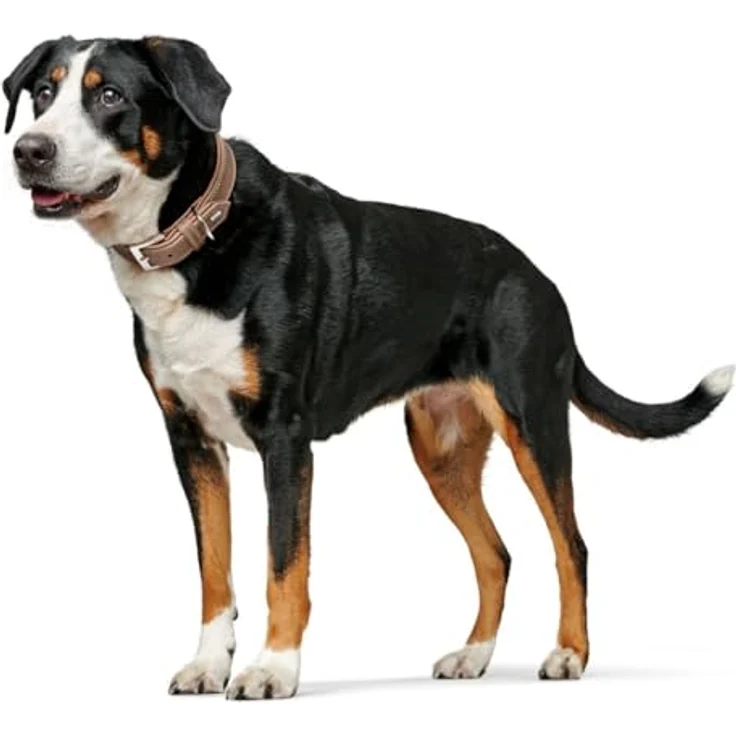 Hunter Hunde-Halsband Porto tabak-cognac M-L – Bild 9
