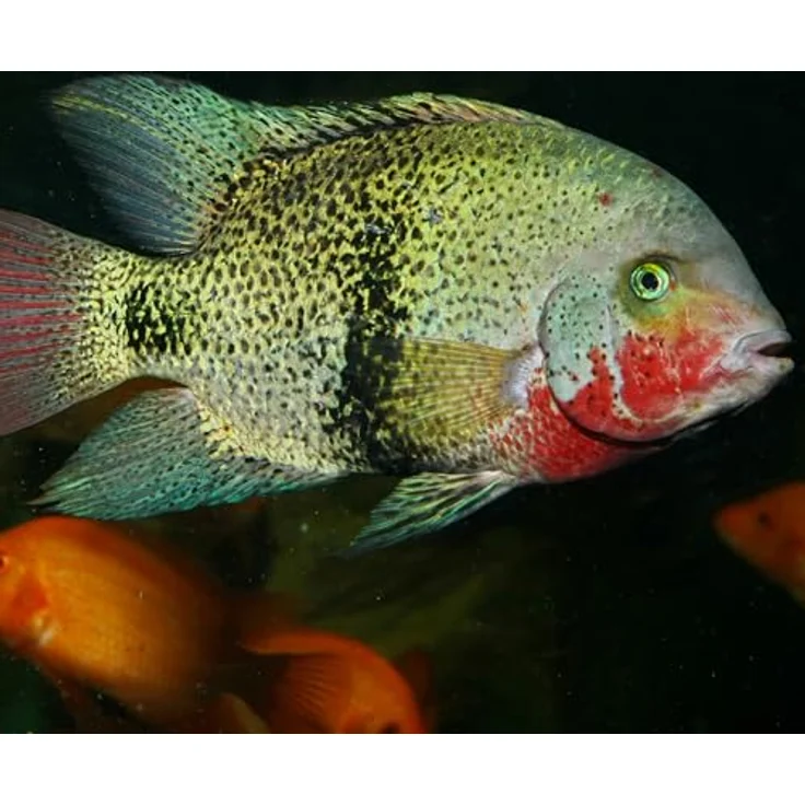 JBL PRONOVO CICHLID GRANO, Hauptfutter für Buntbarsche 15-25 cm, lichtdichte Dose mit Klickdosierer, 1000 ml – Bild 5