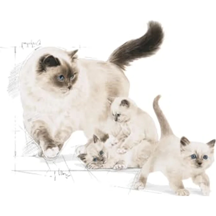Royal Canin Babycat 55172, 2 kg Katzen-Trockenfutter mit leicht auflösbaren Kroketten und Antioxidanzien zur Unterstützung des Immunsystems – Bild 3