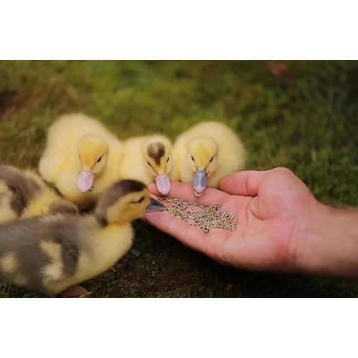 WachtelGold DuckGold Enten- & Gänsekükenkorn 2,5kg – Aufzuchtfutter für Enten & Gänse ab dem 1. Tag | Mit Vitaminen & Mineralien, ohne Palmöl & Gentechnik, in Deutschland hergestellt – Bild 4