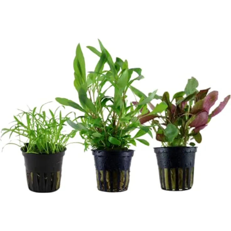 AquaOne Aquarium Pflanzen Set, 3x Aquariumpflanzen Lilaeopsis brasiliensis, Lobelia cardinalis, Hygrophila Siamensis für Einsteiger und Nanobecken