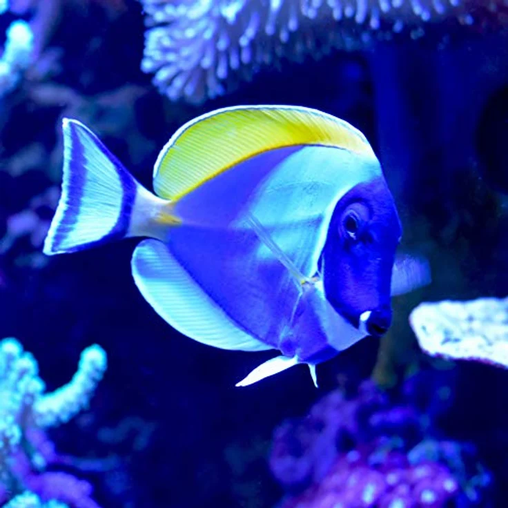 Seachem Cupramin-Kupfer-Behandlung, 500 ml - weniger giftig für Fische, aktiv in niedriger Konzentration für Meer- und Süßwasser – Bild 4