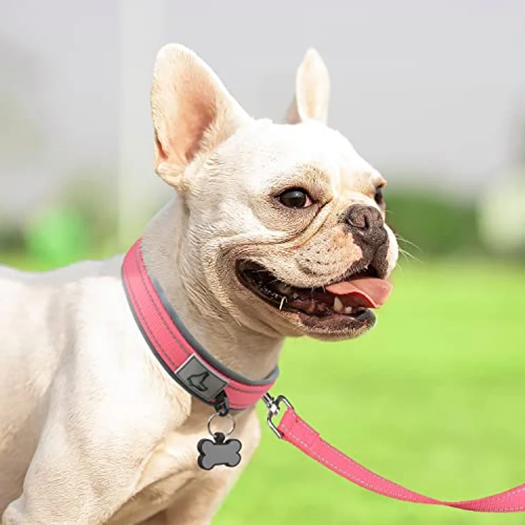 Joytale Neopren Hundehalsband gepolstert, reflektierend und langlebig für kleine Hunde, pink – Bild 3