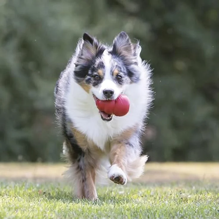 KONG Classic, Füllbares Hundespielzeug aus strapazierfähigem Naturkautschuk, für extra-große Hunde, ideal zum Befüllen mit Leckerlis und apportsicher – Bild 2