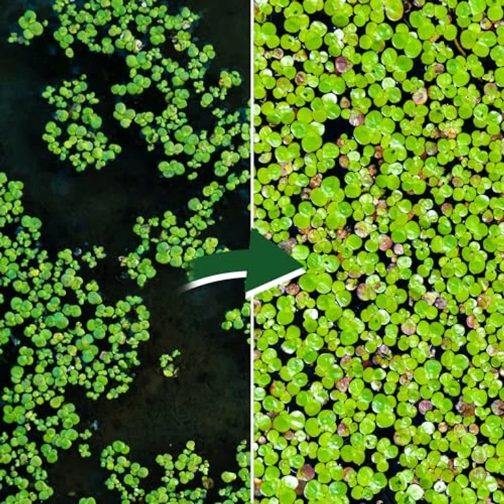 Garnelio Wasserlinsen Lemna Minor, algenhemmende Schwimmpflanze für Teich und Aquarium, winterhart, schnelle Vermehrung, Futterpflanze für Fische und Schildkröten – Bild 3