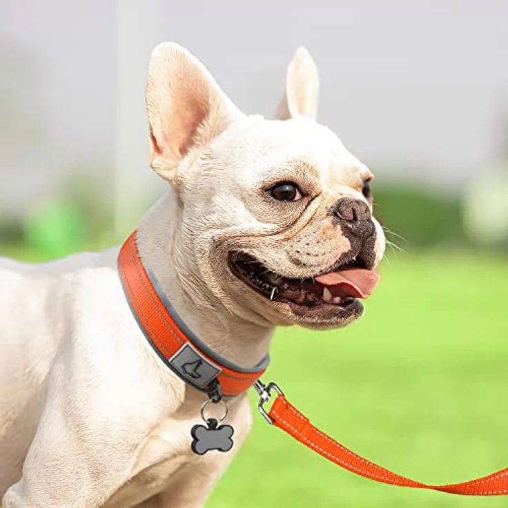 Joytale Hunde Halsband, Weiches gepolstertes Neopren Halsband für kleine Hunde, Nylon reflektierend, orange, 28-37 cm – Bild 3