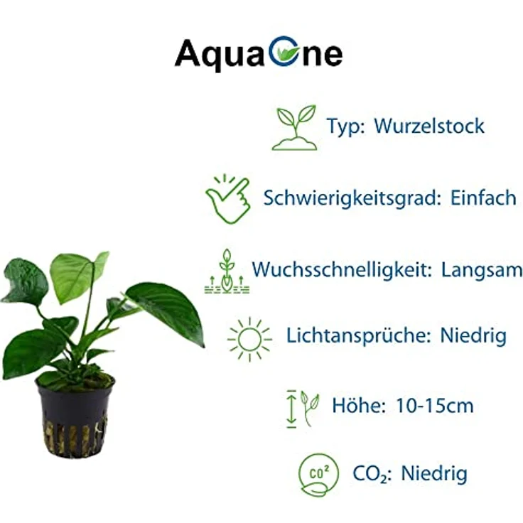 AquaOne Aquarium Pflanzen Set, 5x Wasserpflanzen für Diskusbecken mit Anubias, Microsorum und Echinodorus – Bild 3