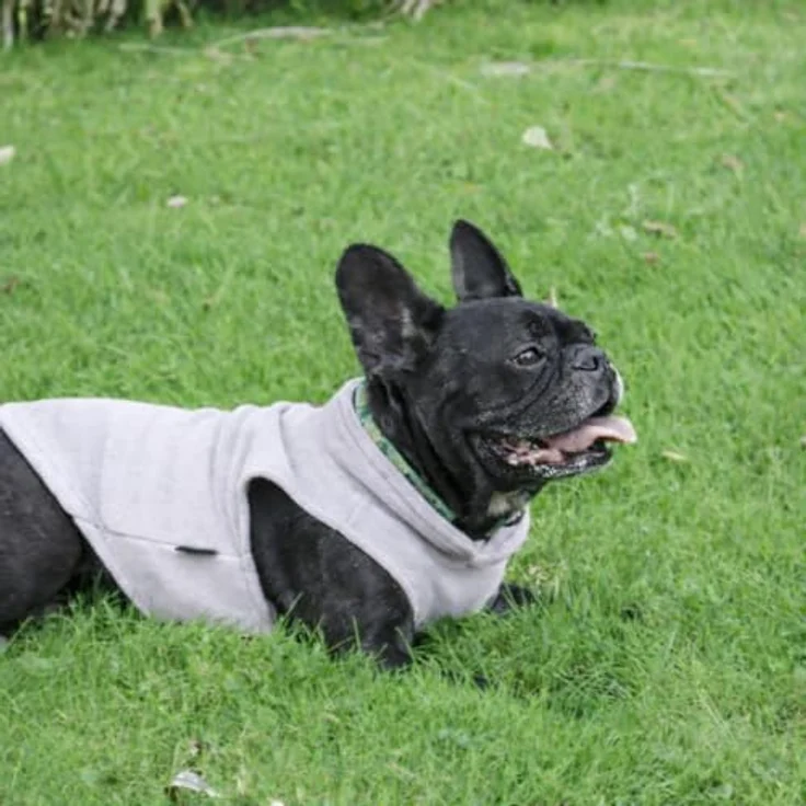 JACKO & CO Fleece-Weste mit Leinenring – weich, leicht, atmungsaktiv, grau, Größe XXL für Hunde und Katzen (10,8-15,9 kg) – Bild 3