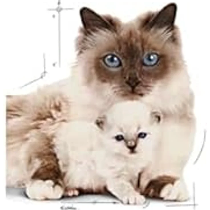 Royal Canin Mother & Babycat Mousse, 12 x 195 g, Alleinfuttermittel für Mutterkatzen und Welpen, unterstützt Abwehrkräfte und Gehirnentwicklung – Bild 4