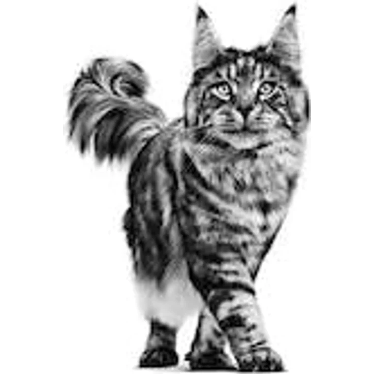 ROYAL CANIN Veterinary DIABETIC, Diät-Alleinfuttermittel für Katzen zur Regulierung der Glucose-Versorgung, 1,5 kg mit niedrigem Mono- und Disaccharid-Gehalt – Bild 5