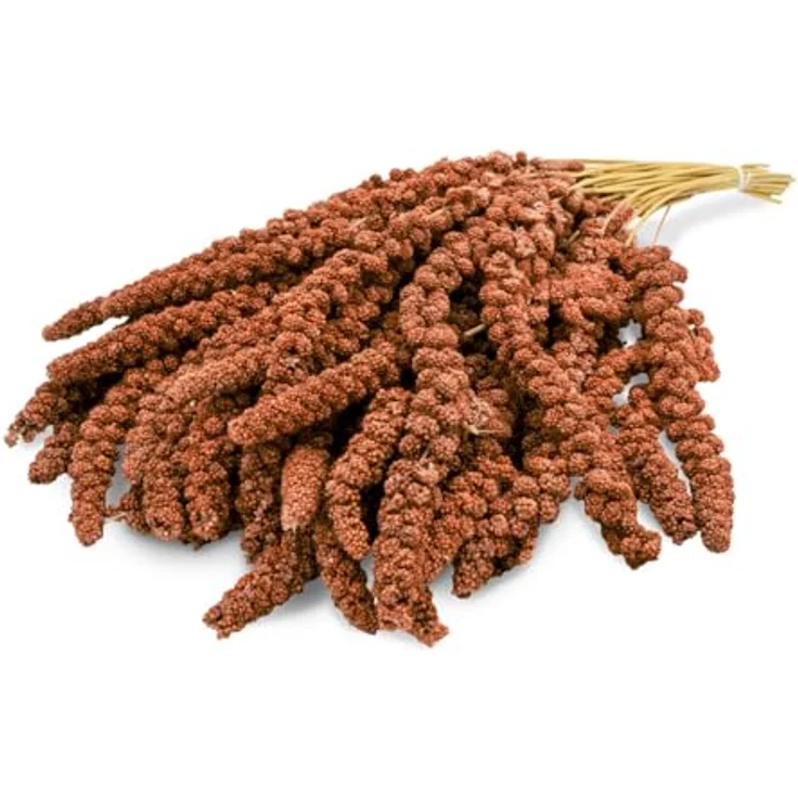 JR FARM Birds Kolbenhirse rot, 1 kg, artgerechtes Vogelfutter aus eigener Herstellung, reich an Nährstoffen – Bild 2