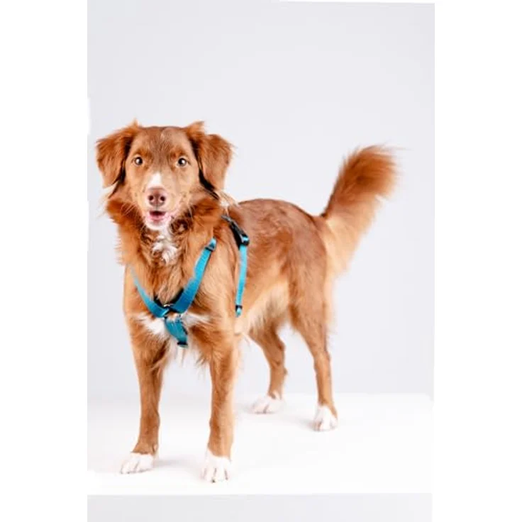 Chaba Guard Hundegeschirr, Anti-Zug & Würgen, Einstellbar, Ergonomisches Design, Größe S, MEERES – Bild 5