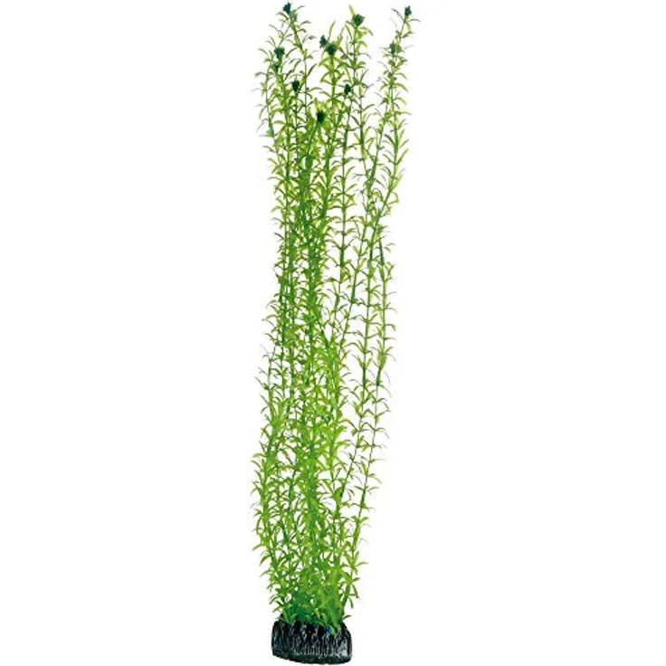 HOBBY Lagarosiphon, künstliche Aquarienpflanze 60 cm auf Felsen, pflegeleicht und naturgetreu bewegend