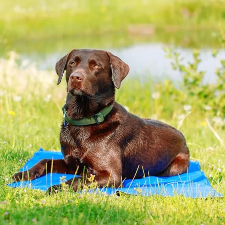 Nobby Kühlmatte für Hunde, Gelfüllung zur Körpertemperaturregulierung, einfache Reinigung, funktioniert ohne Wasser, kühlt mehrere Stunden – Bild 3