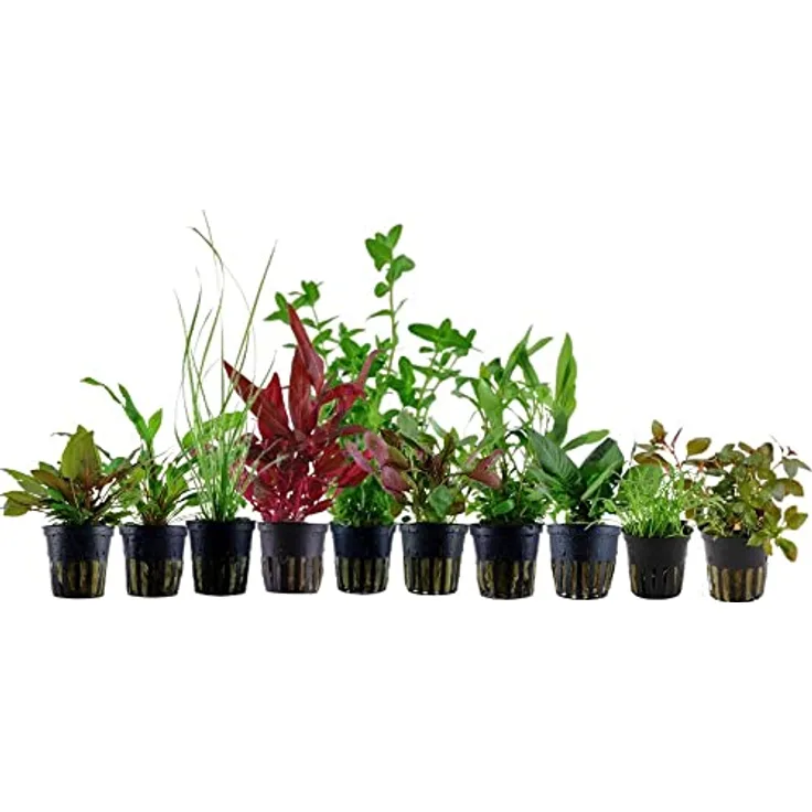 AquaOne Aquarium Pflanzen Set, 10 Topfpflanzen für Aquarien bis 80 Liter, Vordergrund-, Mittelgrund- und Hintergrundpflanzen, inkl. Ludwigia, Alternanthera, Hygrophila, Bacopa