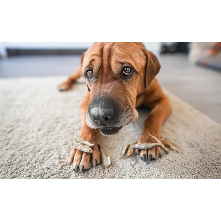 mascota vital Fisch-Snacks für Katzen und Hunde, reich an Proteinen und Omega 3 Fettsäuren, schonend getrocknet, europäischer Fischfang, getreidefrei, Sprotten – Bild 2