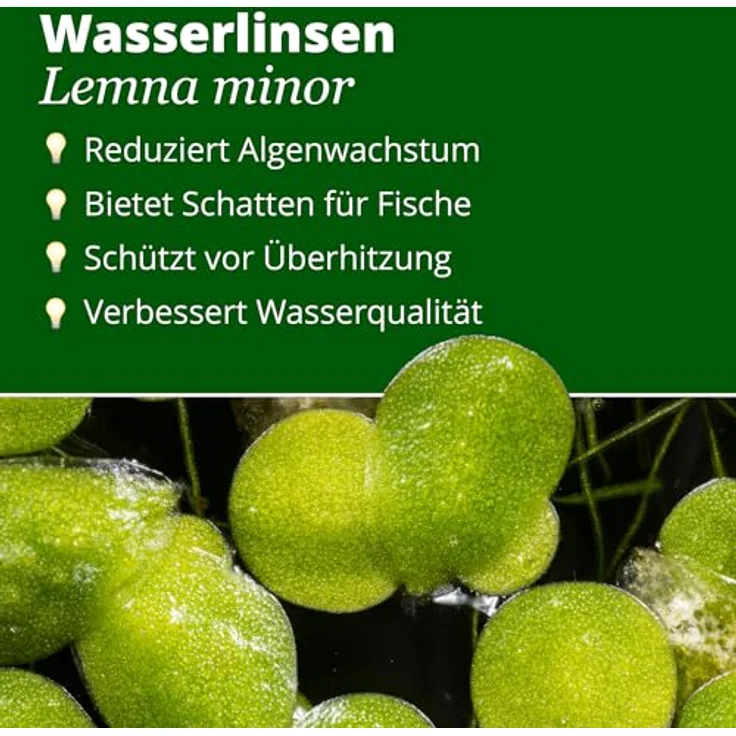 Garnelio Wasserlinsen Lemna Minor, algenhemmende Schwimmpflanze für Teich und Aquarium, winterhart, schnelle Vermehrung, Futterpflanze für Fische und Schildkröten – Bild 2