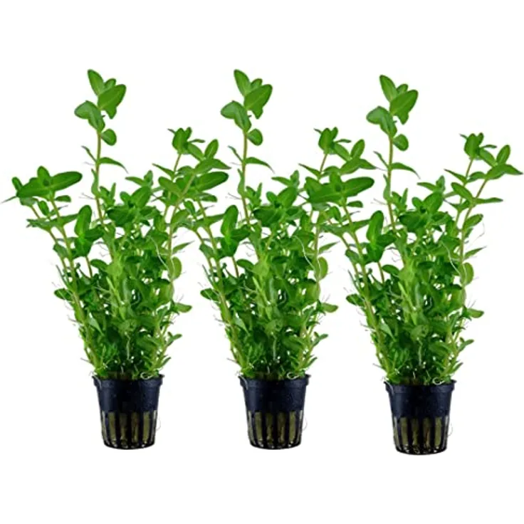 AquaOne Bacopa caroliniana Aquarium Pflanze, 3 Stück voll durchwurzelt, pflegeleicht für Aquascaping, Höhe 20-30 cm