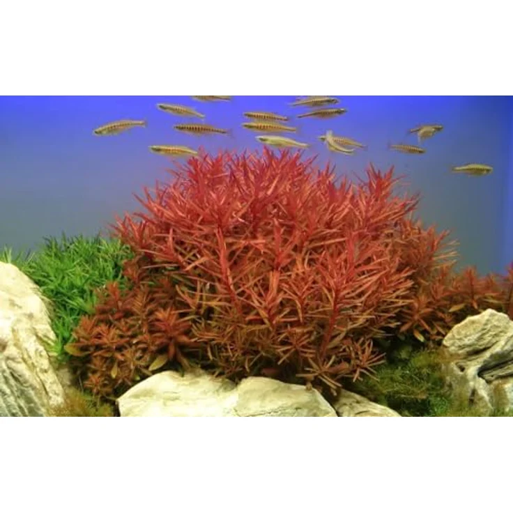 AquaOne Ammannia crassicaulis, 3er Set rote Stängelpflanze für Aquarium, voll durchwurzelt, 30-50 cm hoch – Bild 2