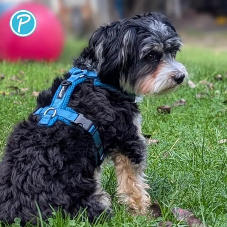 Petlando Hundegeschirr Y-Comfort, gepolstert, atmungsaktiv, stufenlos verstellbar, für sehr kleine Hunde, Petrol, Größe XS – Bild 5