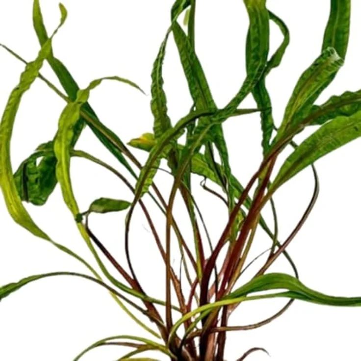 AquaOne Cryptocoryne balansae, voll durchwurzelte Aquariumpflanze mit langen, schmalen Blättern, 15-50 cm hoch, pflegeleicht für Aquascaping – Bild 3