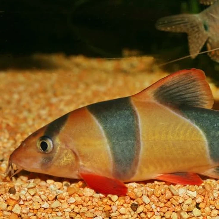 JBL PRONOVO BOTIA TAB M, Fischfutter für Schmerlenarten, 250ml, naturbelassene Rohstoffe ohne künstliche Zusätze – Bild 3