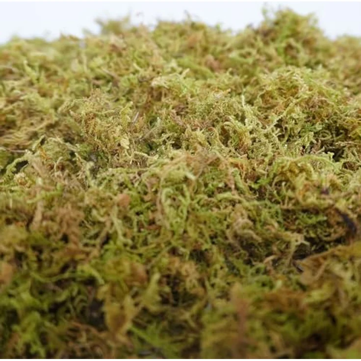 Begeterday 150g natürliches Waldmoos für Hamsterkäfige, weich und geruchsabsorbierend, ideal für Kleintiere und Reptilien – Bild 5