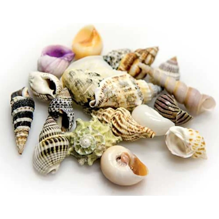 Hobby 40221 Sea Shells Set, natürliche Schneckenhäuser für Aquarien-Dekoration, großartige Eigenheime für Einsiedlerkrebse, S Größe – Bild 2