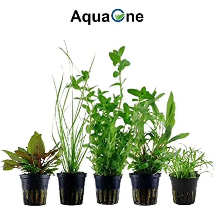 AquaOne Aquarium Pflanzen Set, 10 Topfpflanzen für Aquarien bis 80 Liter, Vordergrund-, Mittelgrund- und Hintergrundpflanzen, inkl. Ludwigia, Alternanthera, Hygrophila, Bacopa – Bild 4
