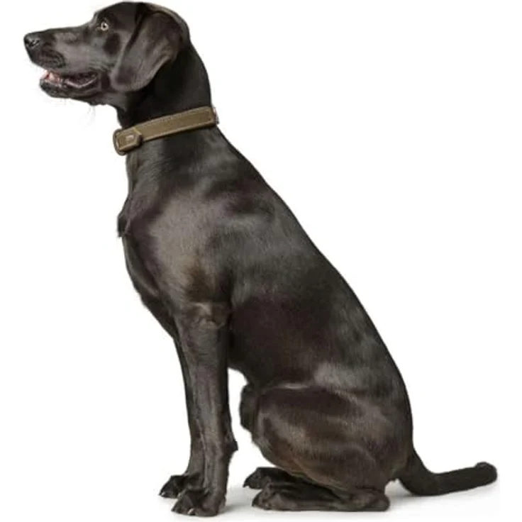 Hunter Hunde-Halsband Hunting oliv M – Bild 5
